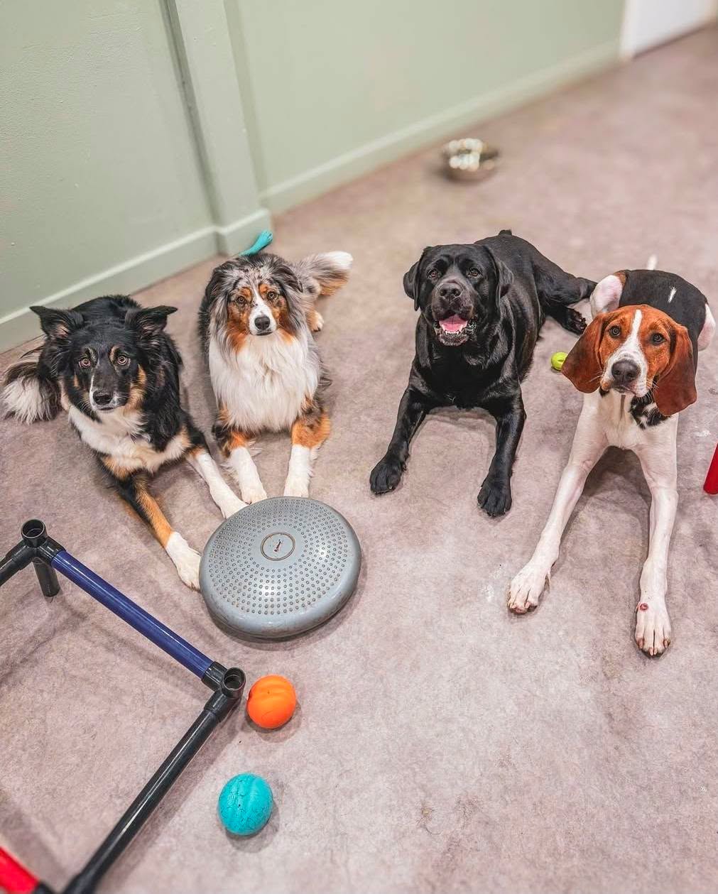Four dogs sitting on carpeted floor near toys and a robotic vacuum, with a green wall in background.