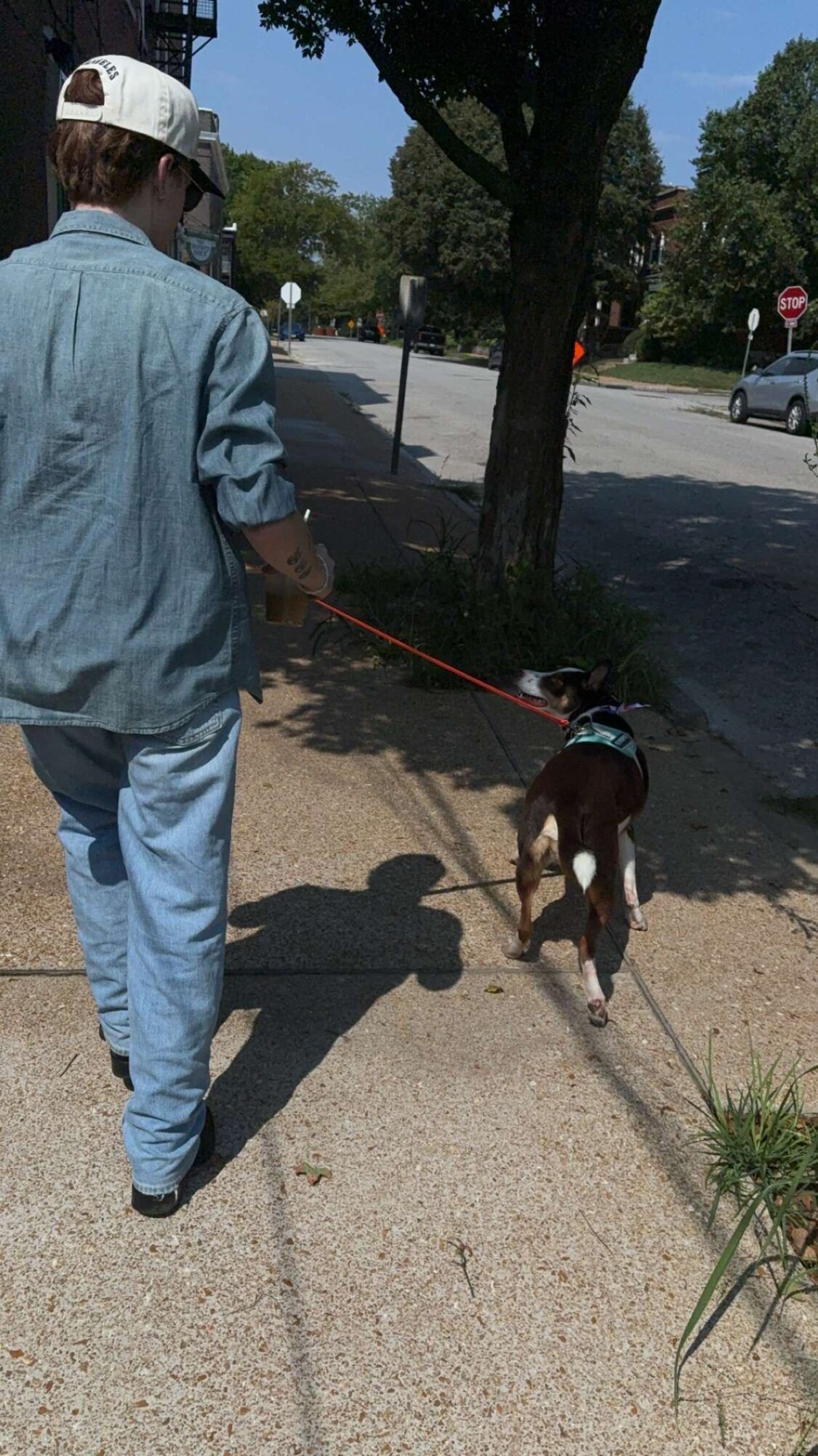 Person walking a dog on a leash on a sidewalk with trees and street in background.