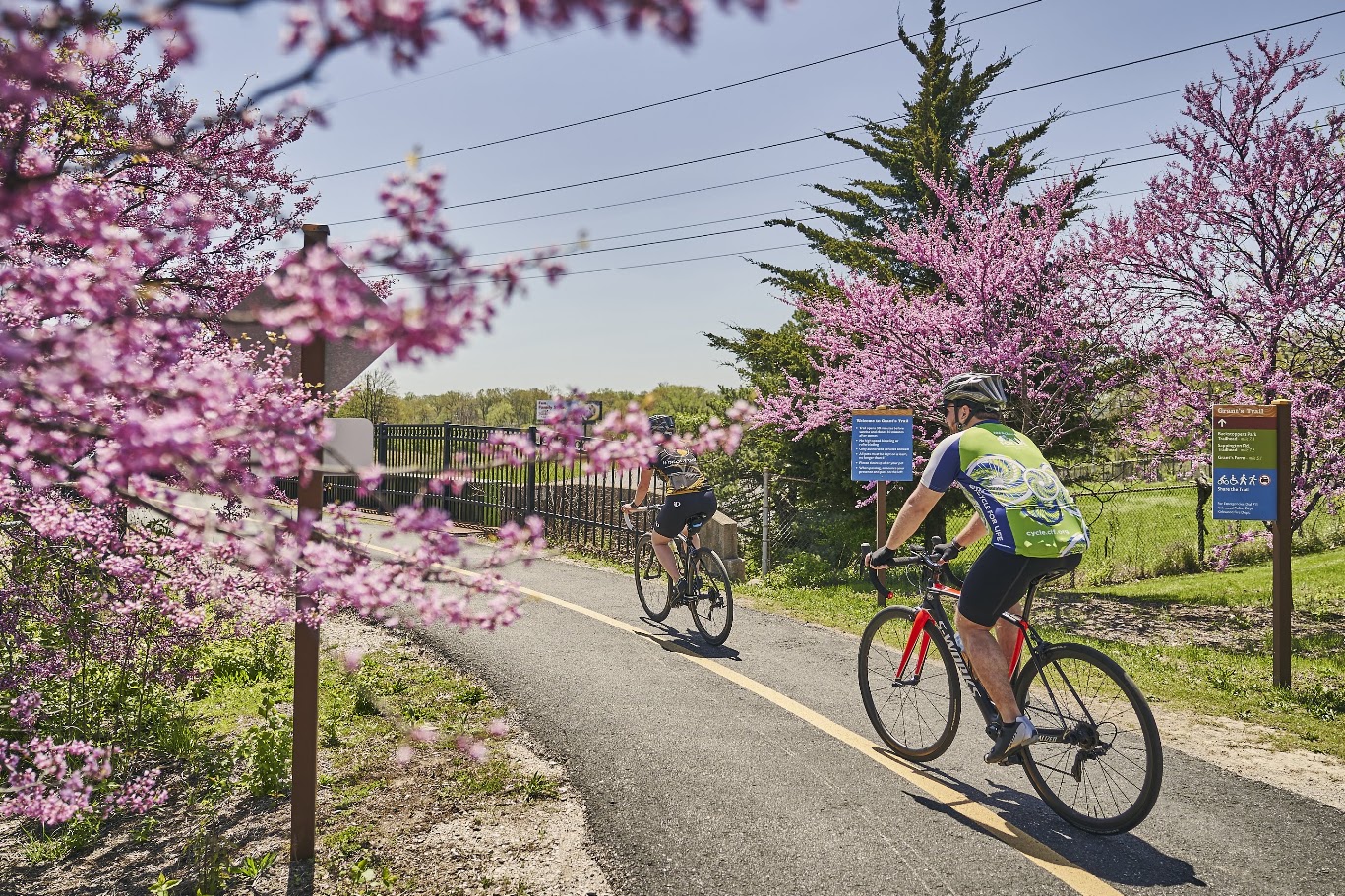 Two cyclists ride on a path lined with pink blossoming trees, under a blue sky, with a fence and signs nearby.