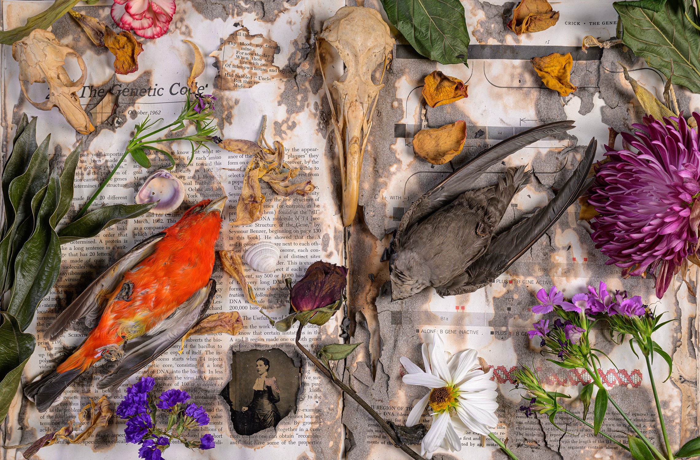 Arrangement of animal skulls, feathers, flowers, and newspaper clippings on a white wooden surface.