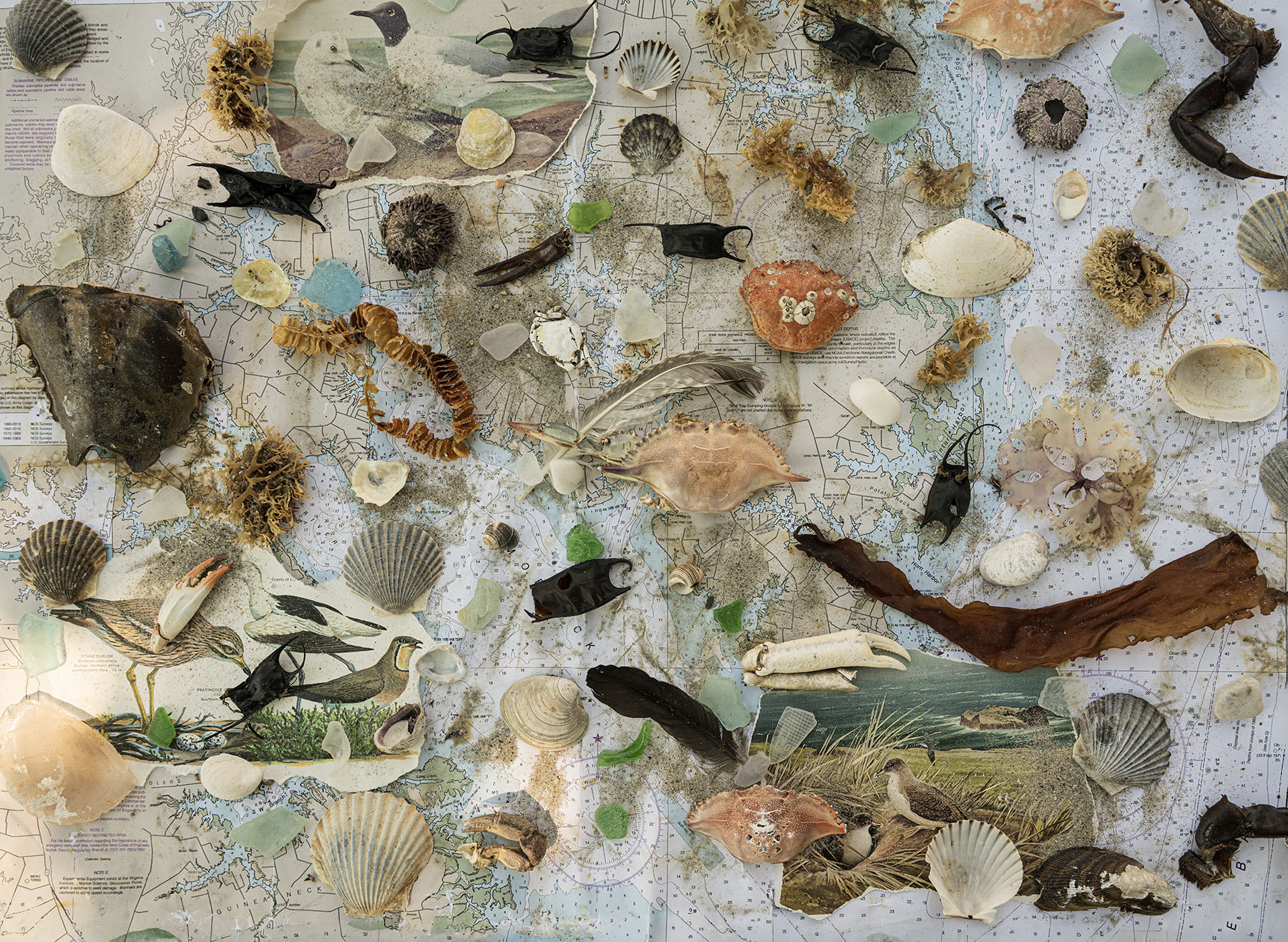 Collection of seashells, small rocks, and driftwood on a textured surface, with various shapes and colors.